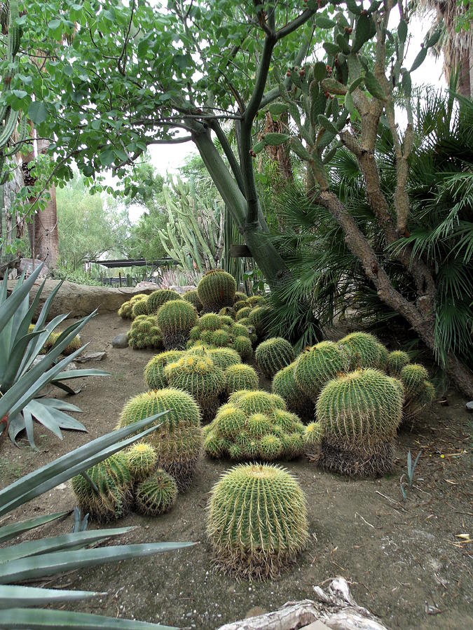 Pathway of Golden Barrel Cacti Photograph by Colleen Cornelius