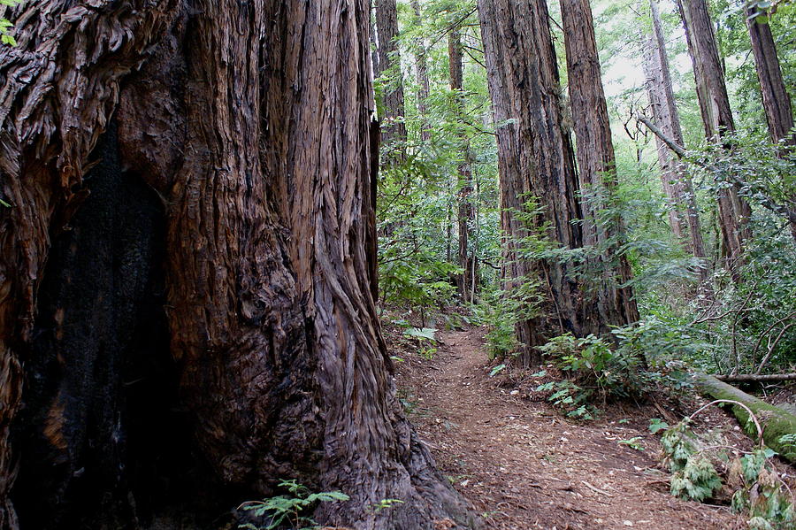 Pathway through a Redwood Forest on Mt Tamalpais Photograph by Ben Upham III