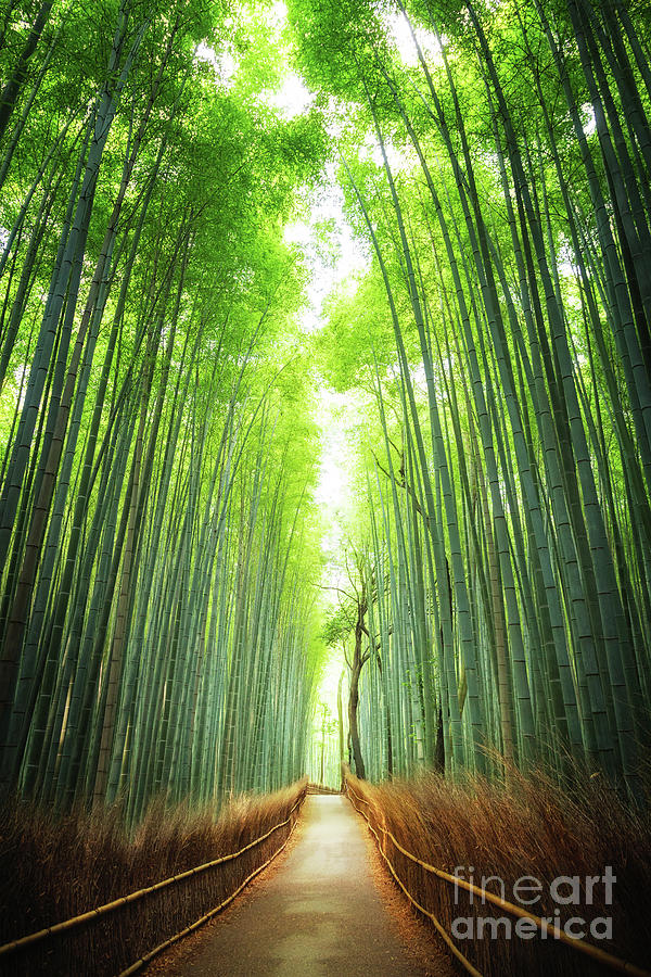Pathway through the bamboo grove Kyoto Photograph by Jane Rix