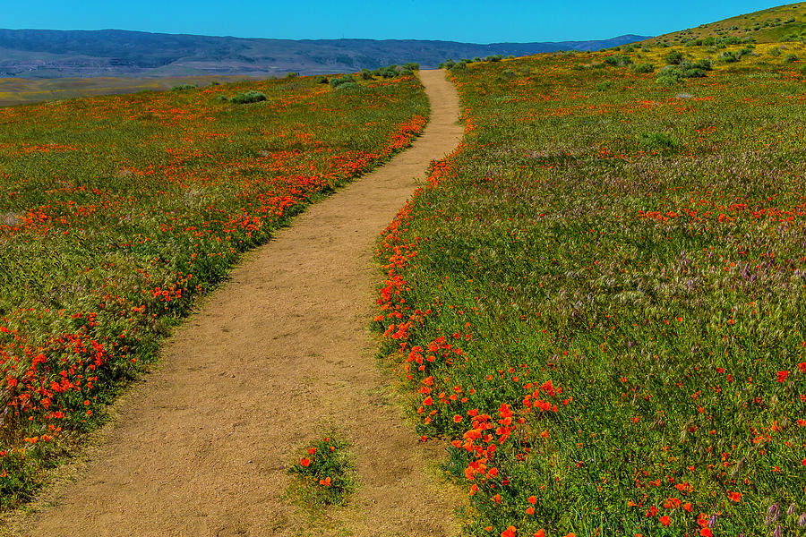 Pathway Through The Poppy Fields Photograph by Garry Gay