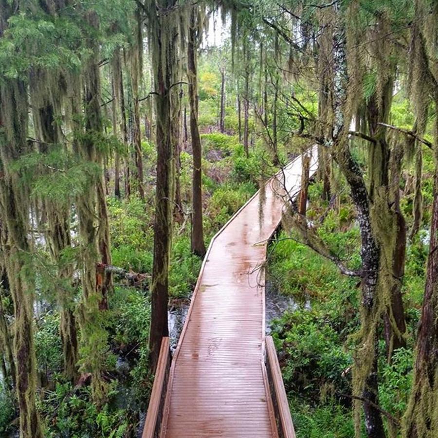 Nature Photograph - Pathway Through The Swamp Via The by Karen Breeze