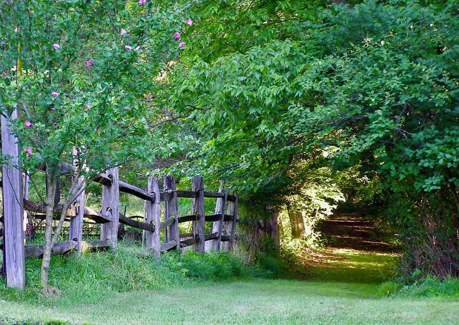 Pathway to a sunny summer morning by Alan Johnson Pathway to a sunny summer morning by Alan Johnson