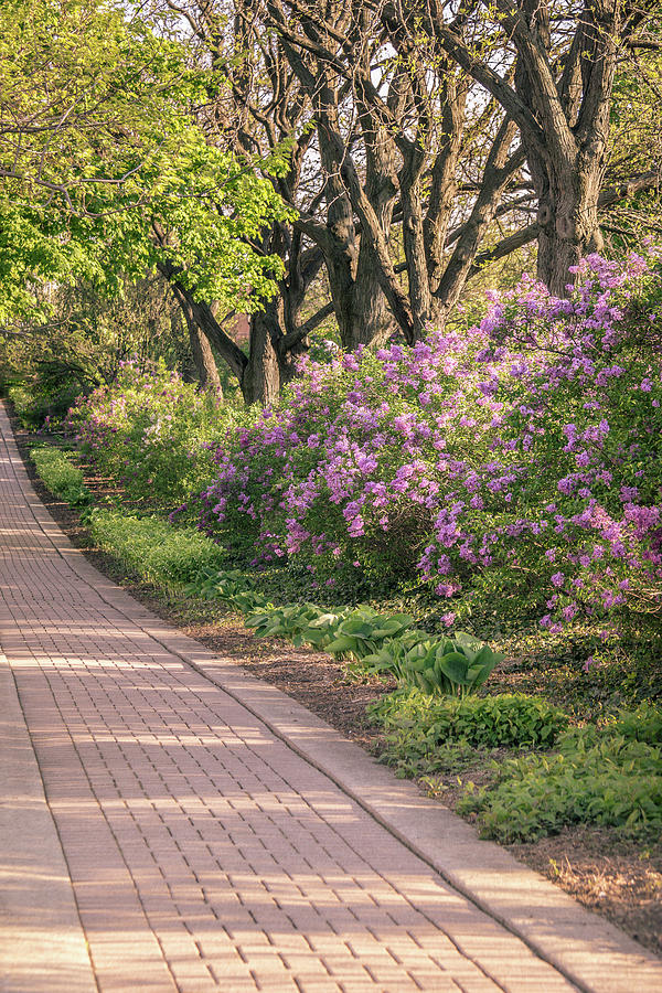 Pathway To Beauty In Lombard Photograph