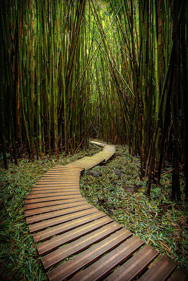 Path Photograph - Pathway to Zen by Ryan Smith