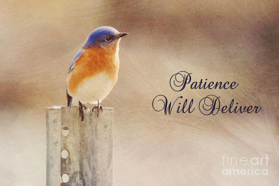 Patience Will Deliver Photograph by Metaphor Photo