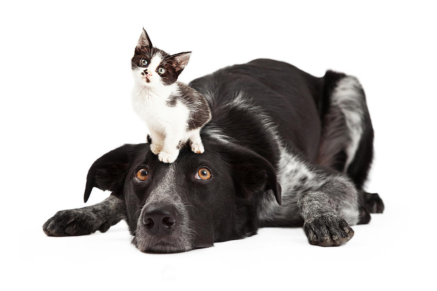 Patient Border Collie With Little Kitten on Head Photograph by Good Focused