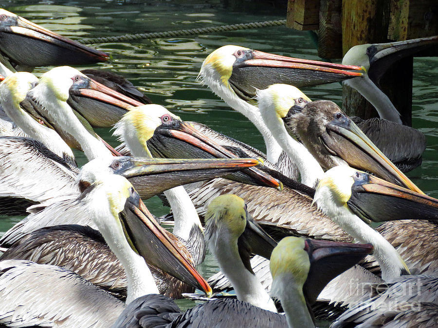 Patient Pelicans  Photograph by Maxine Kamin