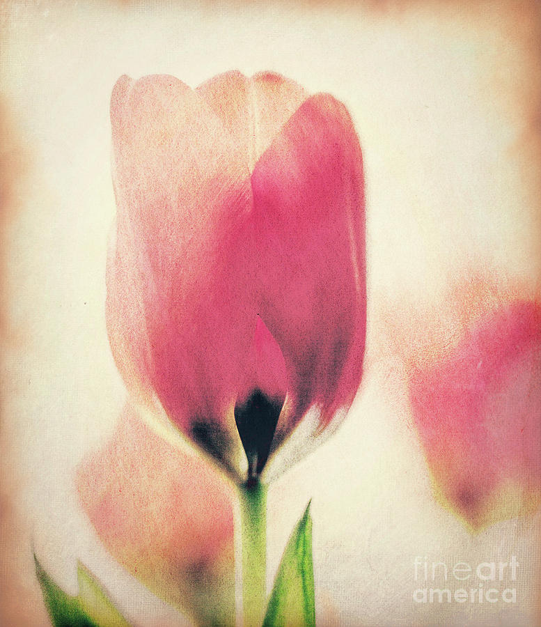 Flower Photograph - Patient Tulip by Chellie Bock
