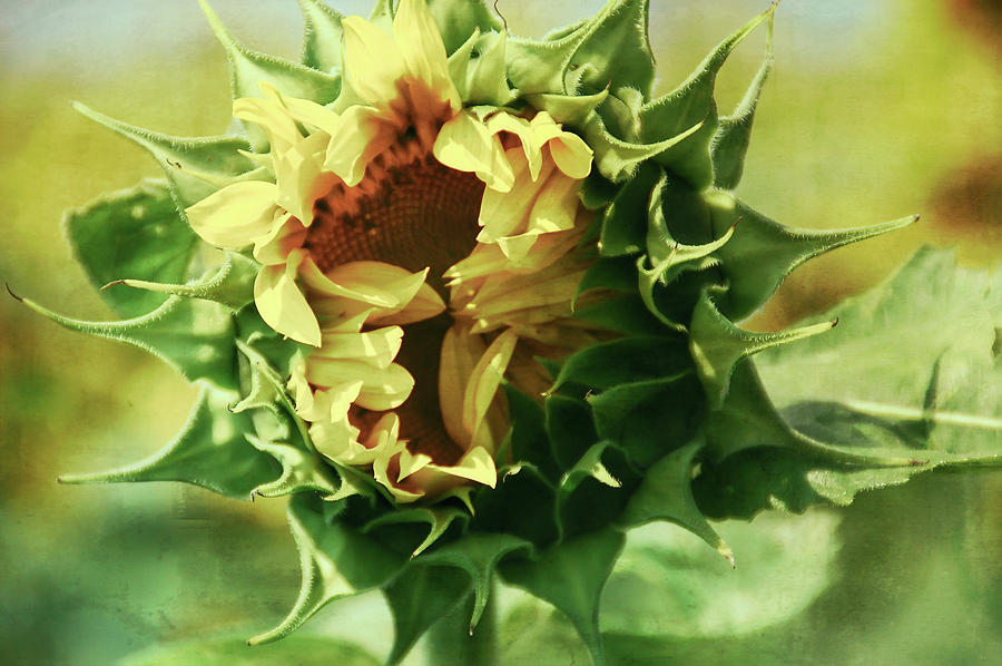 Patina Green Elegant Sunflower Photograph