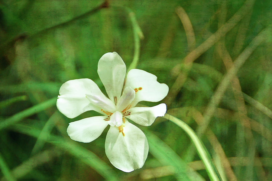 Patina Green White Petals Photograph