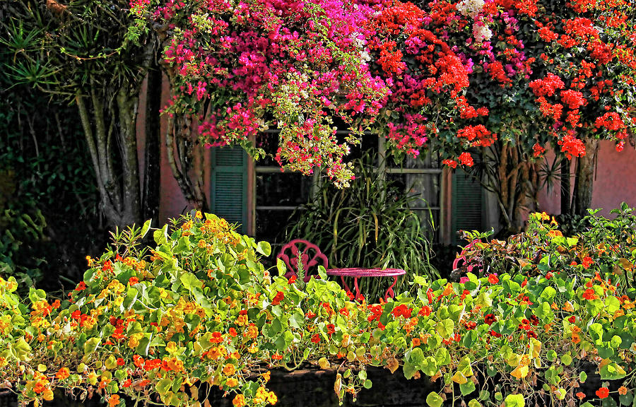 Patio Garden With Cascading Bougainvillea And Nasturtiums Photograph by HH Photography of Florida