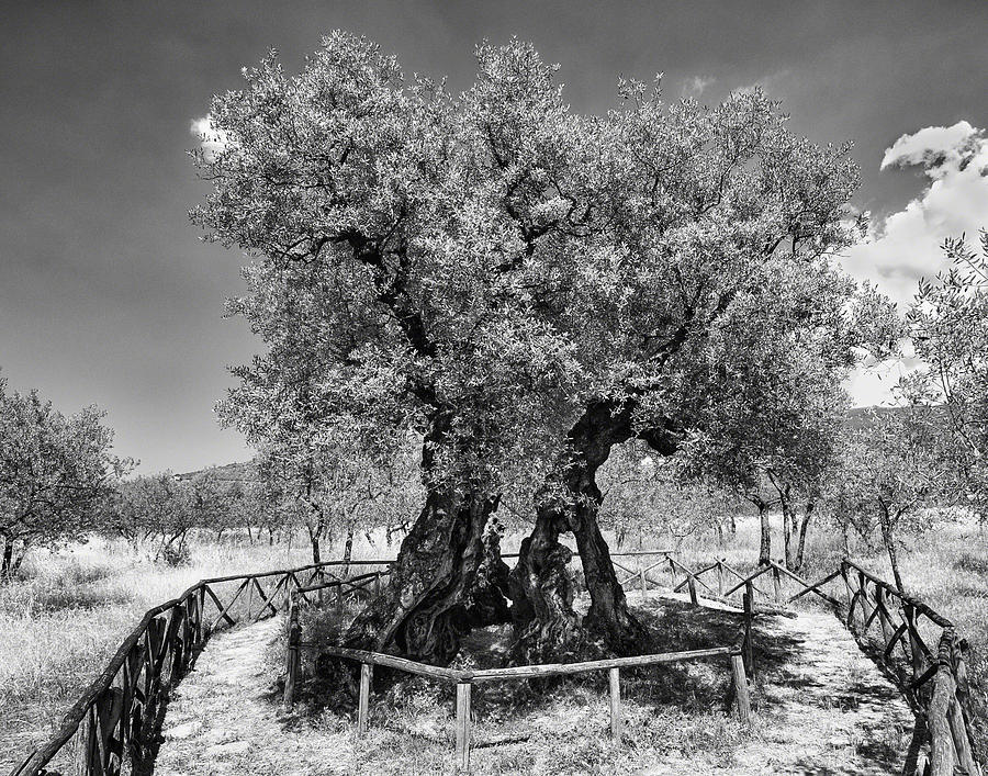 Patriarch Olive Tree Photograph by Alan Toepfer