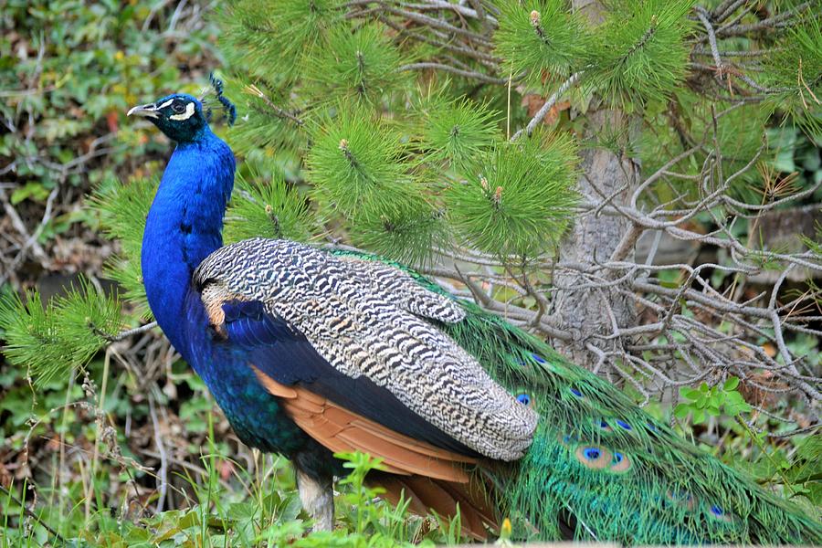 Patricia Peacock Photograph by Michael Steckler - Fine Art America