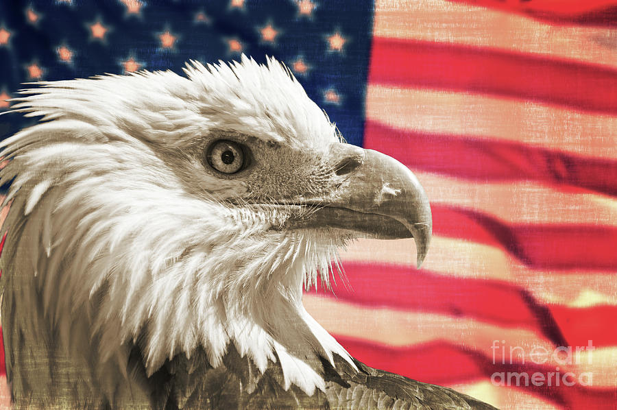 Patriot, Bald eagle and american US flag Photograph by Delphimages Flag Creations