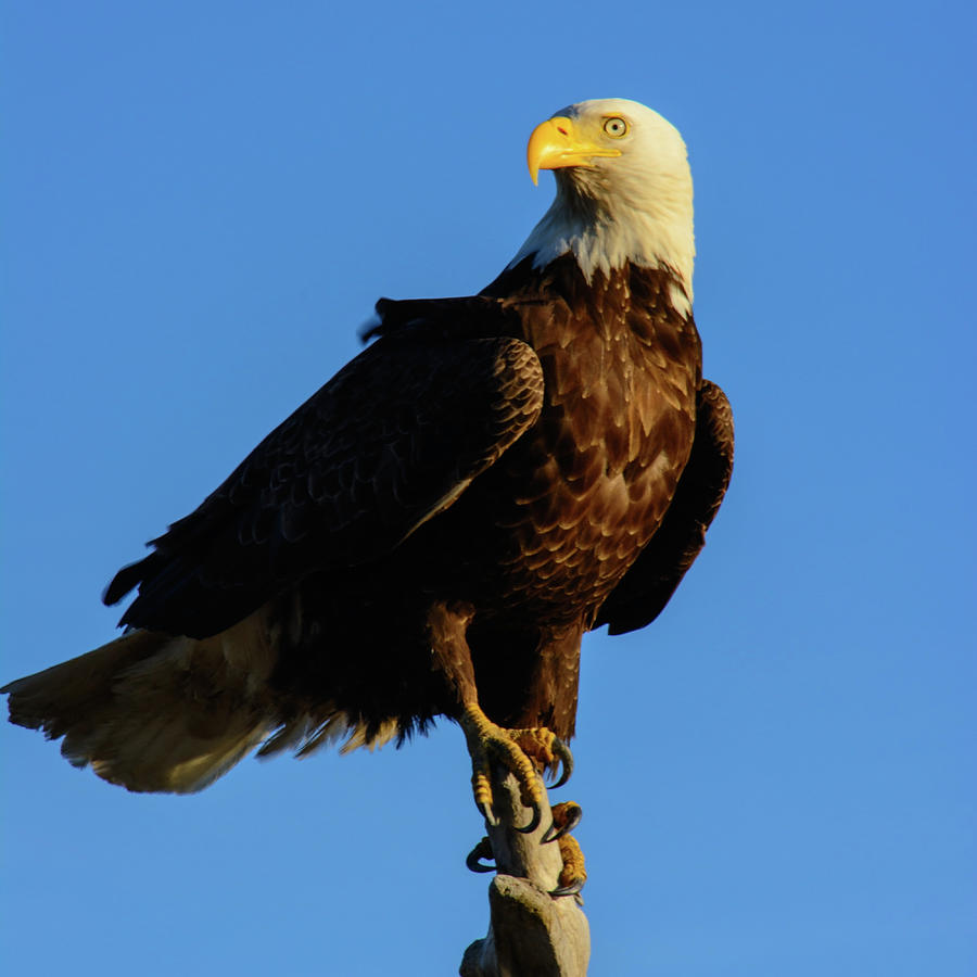 Eagle Photograph - Patriot Guard by Tikvahs Hope