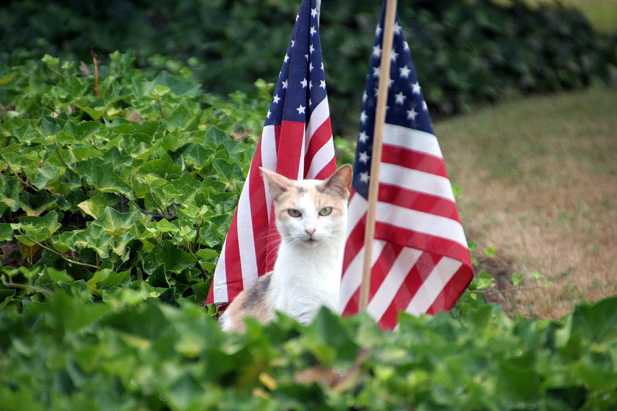Patriotic Cat Photograph by Valerie Collins