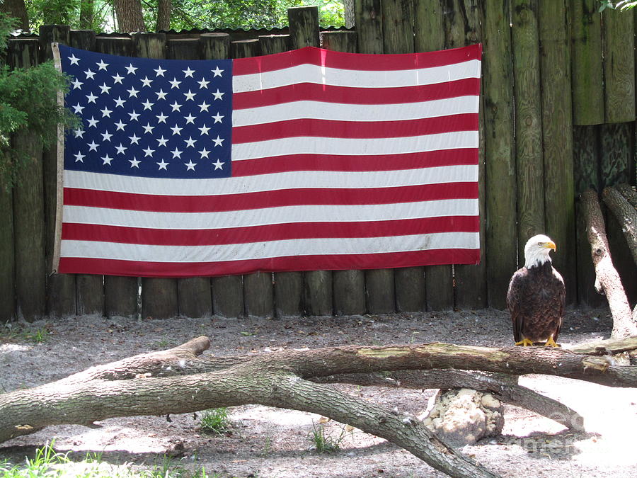 Bird Photograph - Patriotic Eagle by Sharon Nelson-Bianco
