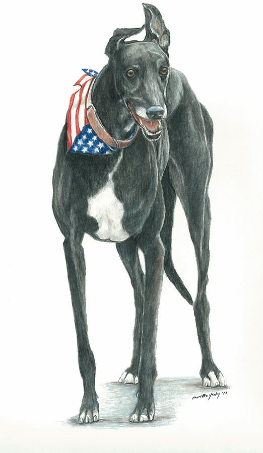 Patriotic Greyhound Painting by Charlotte Yealey