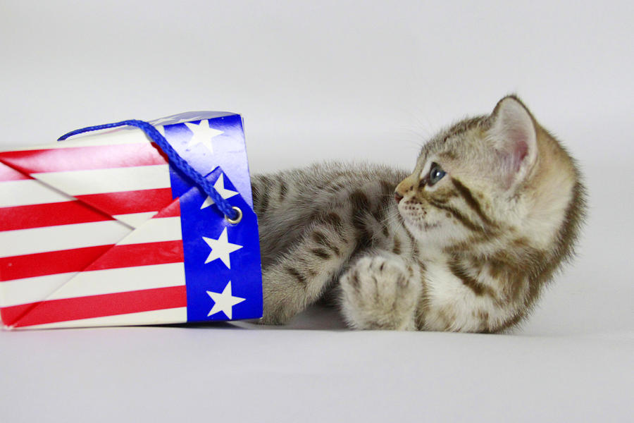 Patriotic Kitten Photograph by Shoal Hollingsworth