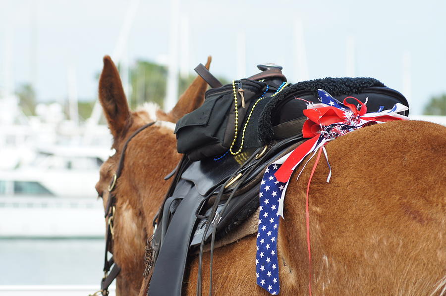 Patriotic Mule Photograph by Lynda Dawson-Youngclaus