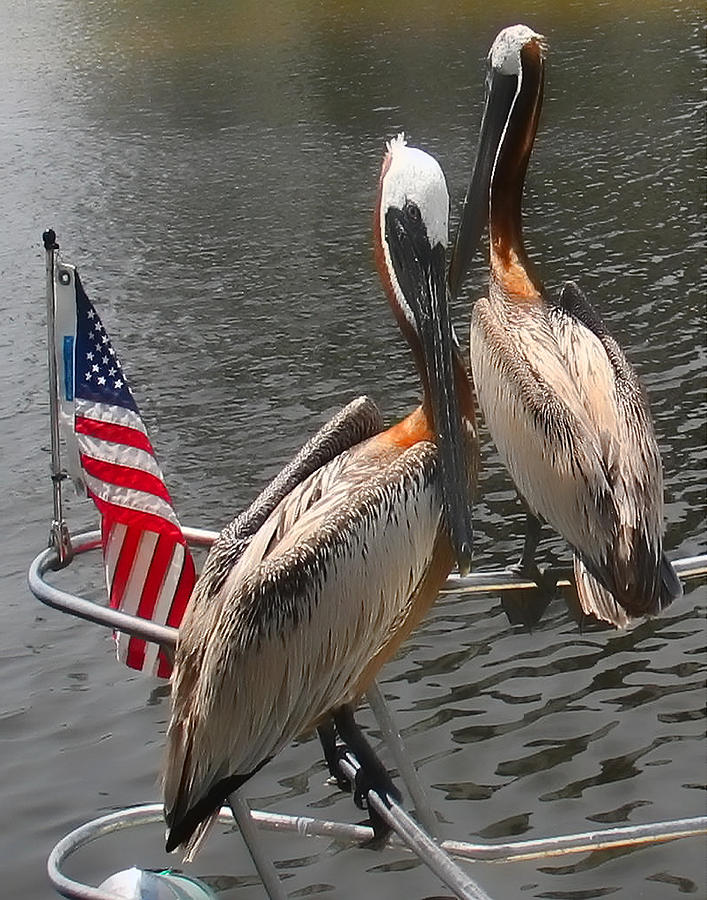 Patriotic Pelicans II Photograph by Sandy Poore