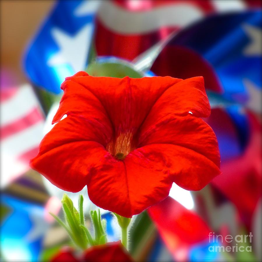 Patriotic Petunia Photograph by Jean Wright