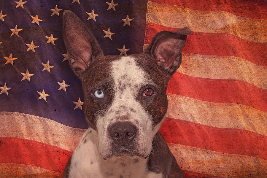 Patriotic Pit Bull  Photograph by Brian Cross