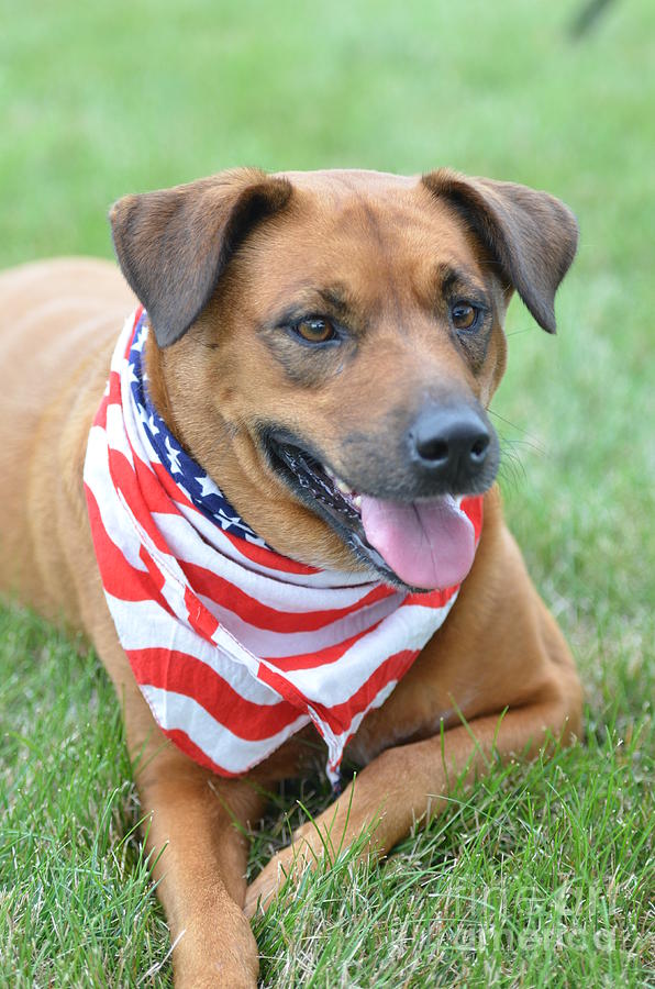 Patriotic Pup Photograph by Tammy Mutka - Fine Art America