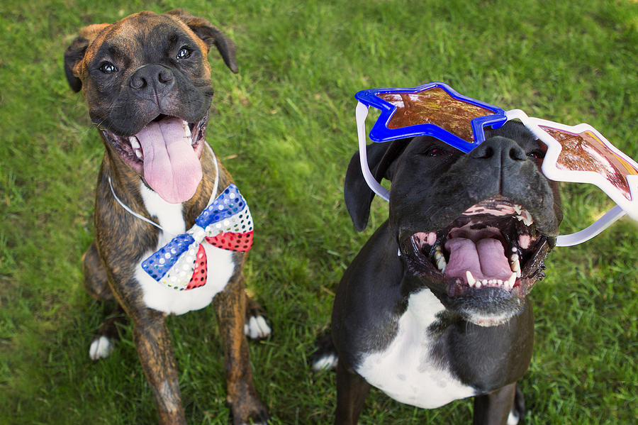 Patriotic Pups Photograph by Stephanie McDowell - Fine Art America