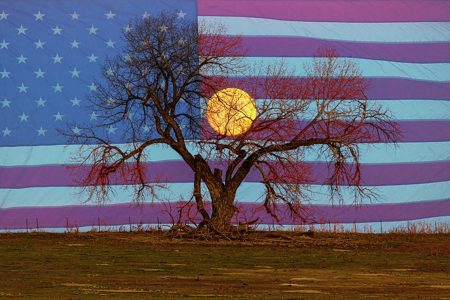 Patriotic Supermoon Tree Photograph