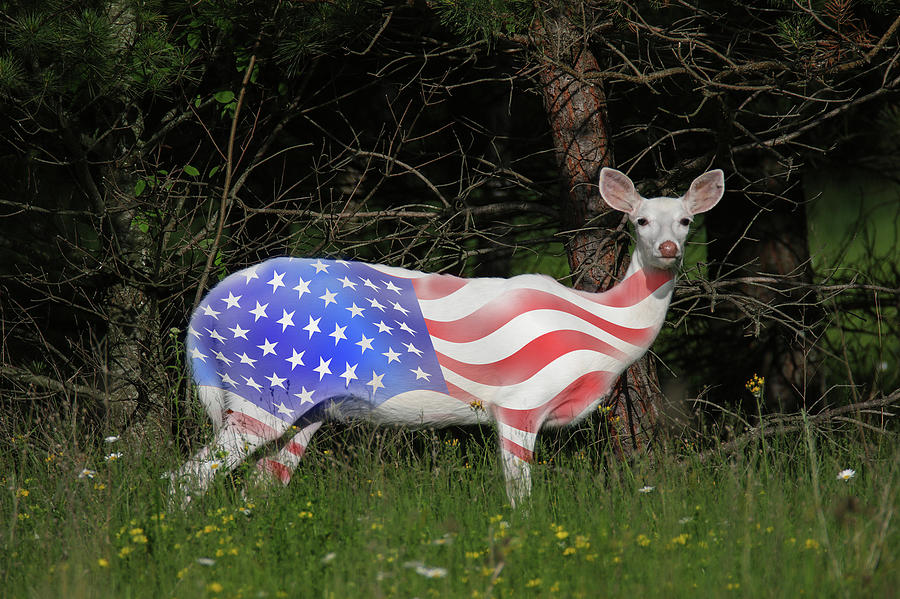 Patriotic White Deer Photograph by Brook Burling