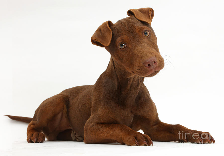 Patterdale Terrier Puppy Photograph by Mark Taylor