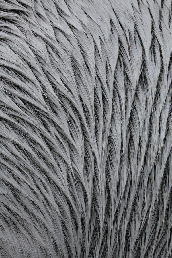 Horse Photograph - Pattern in Gray 3 by Matt Cormons