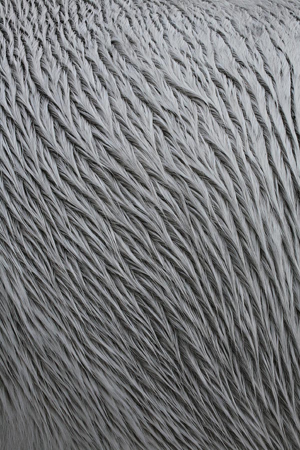 Pattern in Gray 4 Photograph by Matt Cormons - Fine Art America