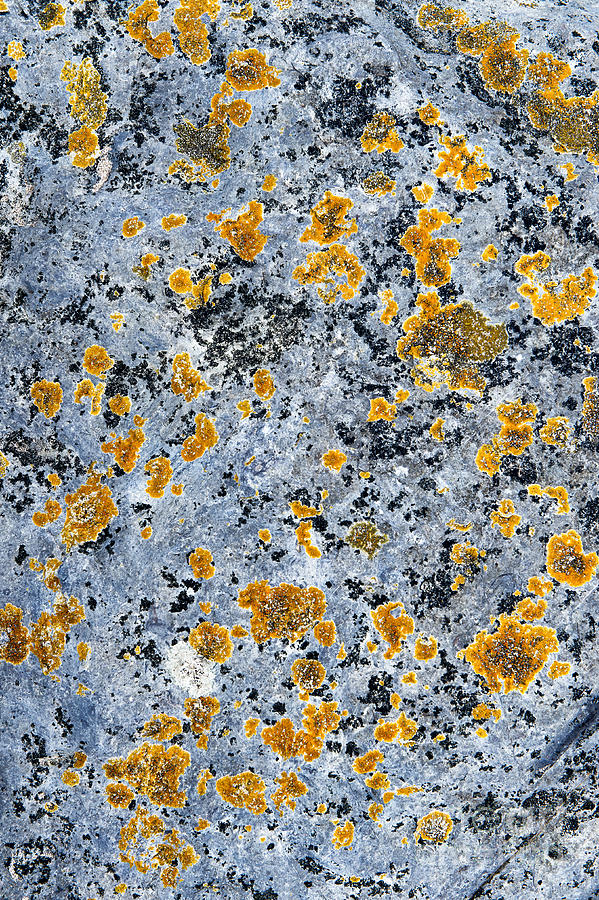 Pattern in Lichen  Photograph by Tim Gainey