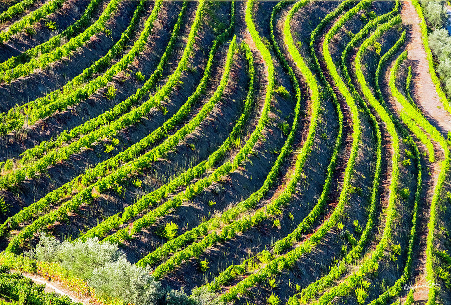 Pattern Of Portugal Vineyard Photograph by Madeline Ellis