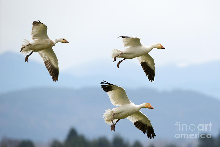 Geese Photograph - Pattern of Three by Michael Dawson