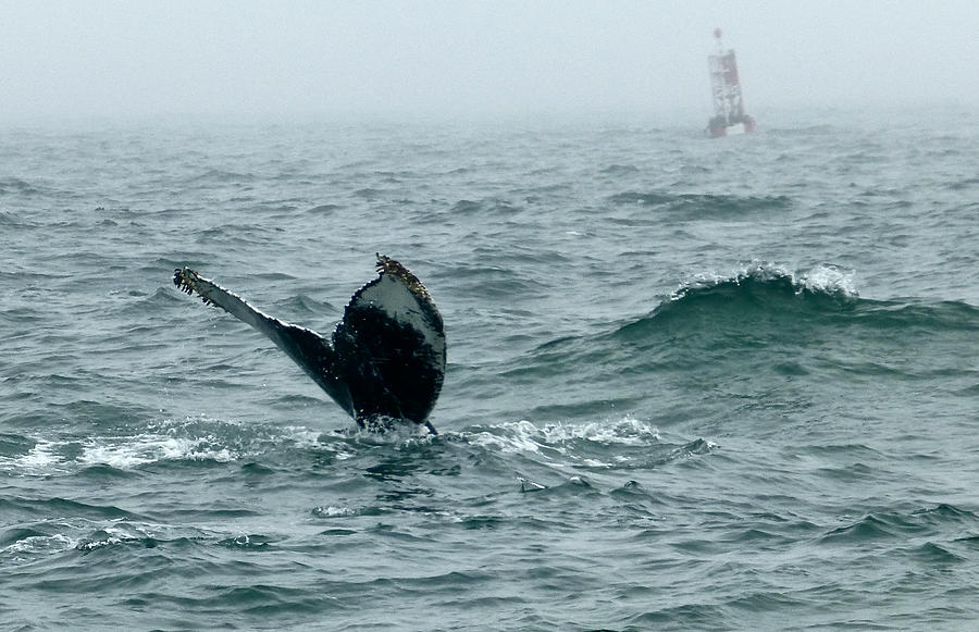 Humpback Flukes and Buoy Photograph by Amelia Racca