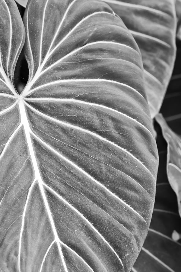 Black And White Photograph - Patterned by Jon Glaser