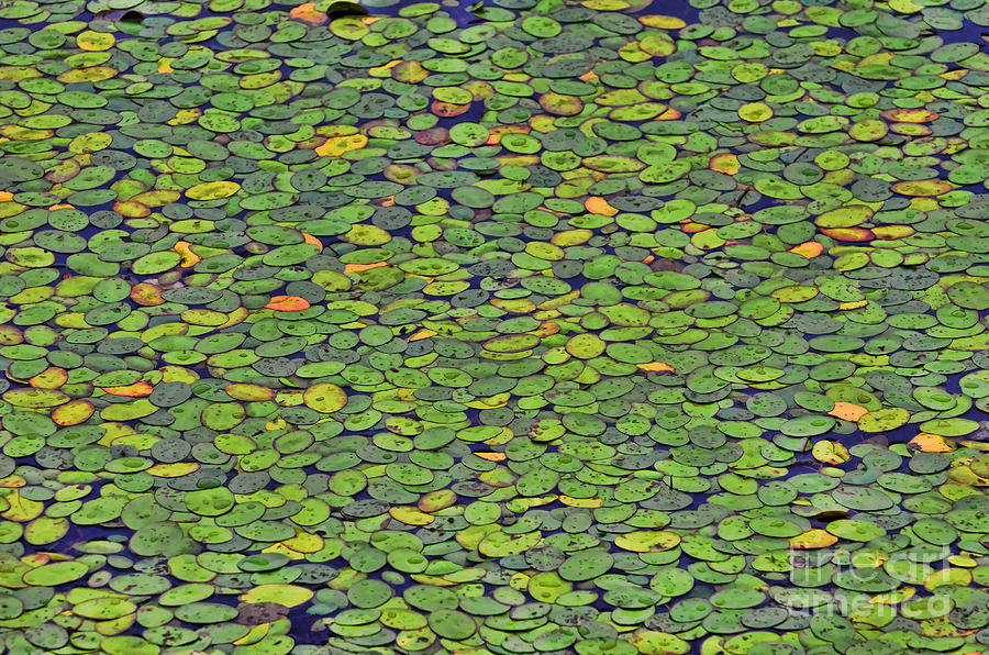Patterns At The Pond Photograph by Kerri Farley