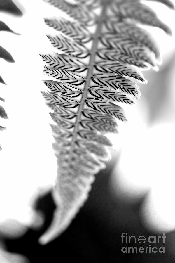 Patterns in Nature Black and White Photograph by Angela Rath