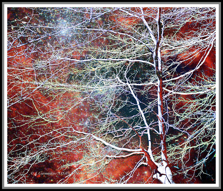 Patterns in Nature, Night Sky, Reflections in Stream, Beech Tree Photograph by A Macarthur Gurmankin
