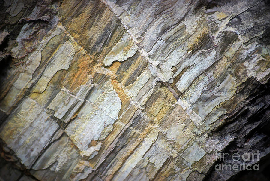 Patterns in the Rock Photograph by Kerri Farley