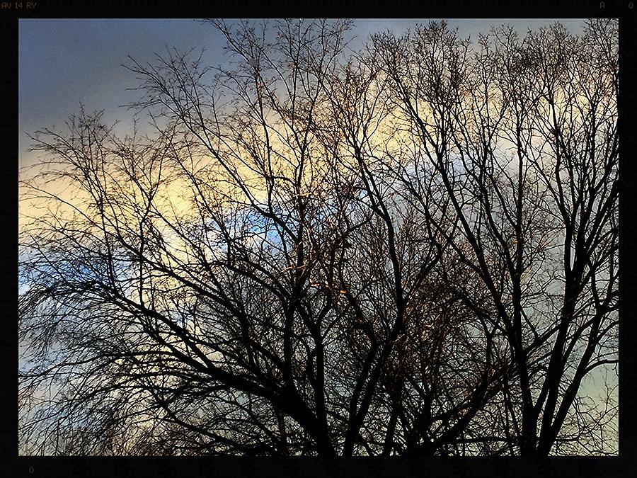 Tree Photograph - Patterns In The Sky by Frank J Casella