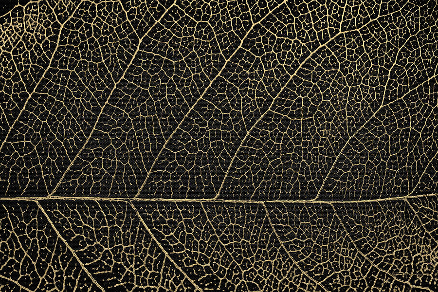 Patterns of Nature - Leaf Veins in Gold on Black Canvas No. 2 Digital Art by Serge Averbukh