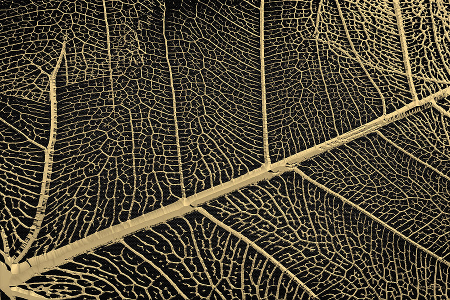 Patterns of Nature - Leaf Veins in Gold on Black Canvas No. 3 Digital Art by Serge Averbukh
