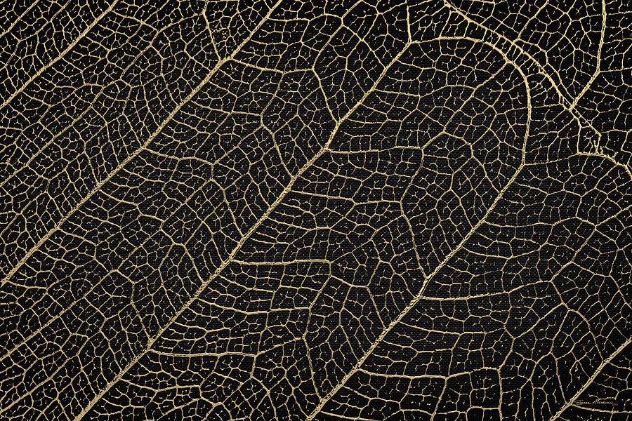 Patterns of Nature - Leaf Veins in Gold on Black Canvas No. 4 Digital Art by Serge Averbukh