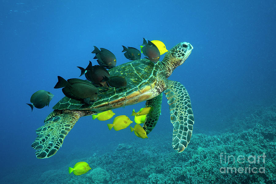 Turtle Photograph - Pauko Cleaners by Aaron Whittemore