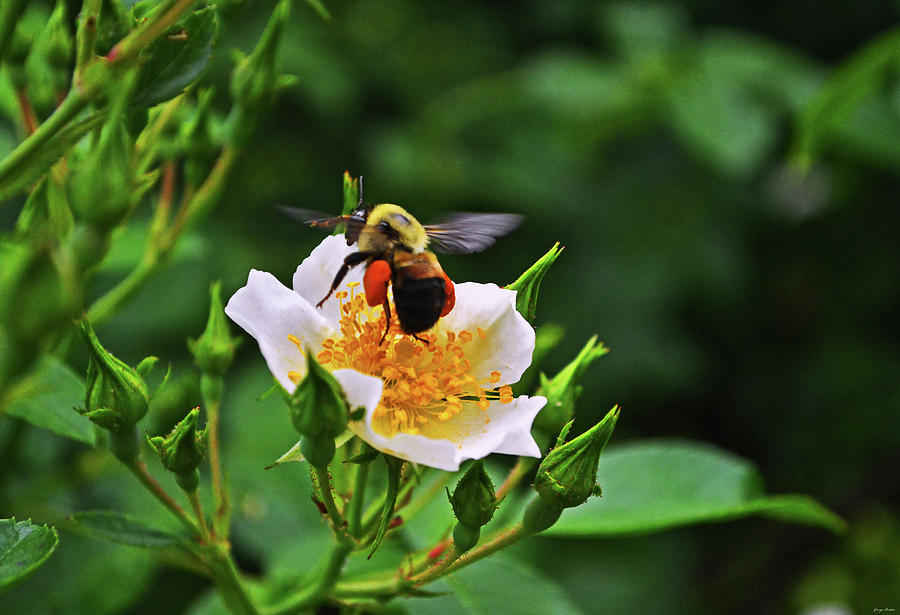 Pauls Himalayan Musk Rambler Rose And Bee 002 Photograph by George Bostian