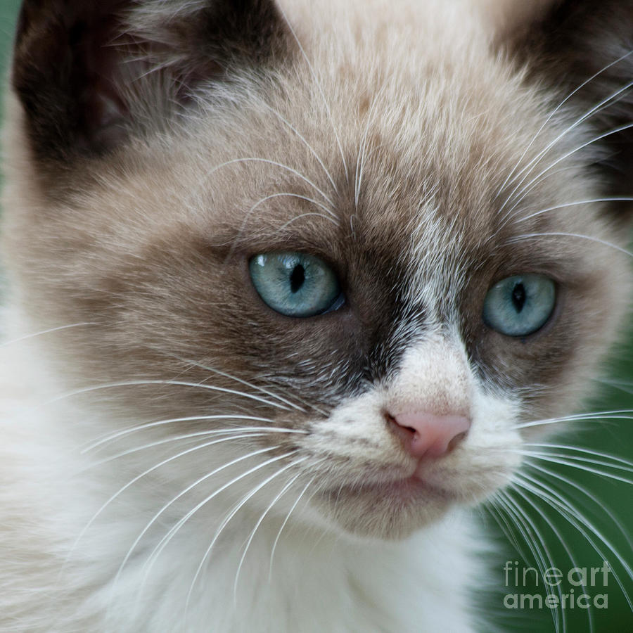 Cat Photograph - Pauls little cat by Heiko Koehrer-Wagner